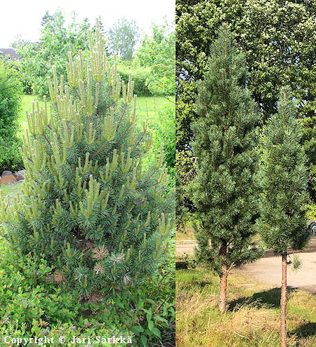 Pinus sylvestris f. fastigiata